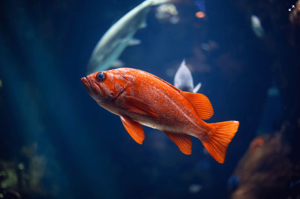 How to Move a Fish Tank Safely